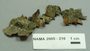 North American Mycological Association Foray : specimen # NAMA 2005-216