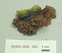 North American Mycological Association Foray : specimen # NAMA 2005-053