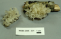North American Mycological Association Foray : specimen # NAMA 2005-331