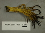 North American Mycological Association Foray : specimen # NAMA 2007-120