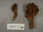North American Mycological Association Foray : specimen # NAMA 2007-343