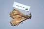 North American Mycological Association Foray : specimen # NAMA 2006-263