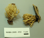 North American Mycological Association Foray : specimen # NAMA 2005-012