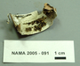North American Mycological Association Foray : specimen # NAMA 2005-091