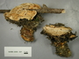 North American Mycological Association Foray : specimen # NAMA 2008-021