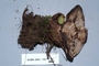 North American Mycological Association Foray : specimen # NAMA 2006-158