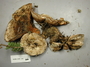 North American Mycological Association Foray : specimen # NAMA 2008-207