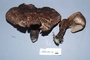 North American Mycological Association Foray : specimen # NAMA 2006-140