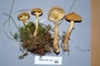 North American Mycological Association Foray : specimen # NAMA 2006-064