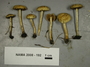 North American Mycological Association Foray : specimen # NAMA 2008-192