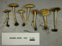 North American Mycological Association Foray : specimen # NAMA 2008-192