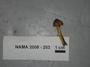 North American Mycological Association Foray : specimen # NAMA 2008-253
