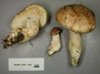 North American Mycological Association Foray : specimen # NAMA 2008-064