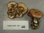 North American Mycological Association Foray : specimen # NAMA 2008-092