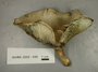 North American Mycological Association Foray : specimen # NAMA 2008-049