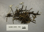 North American Mycological Association Foray : specimen # NAMA 2008-164