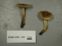 North American Mycological Association Foray : specimen # NAMA 2008-229