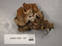 North American Mycological Association Foray : specimen # NAMA 2008-181