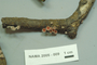 North American Mycological Association Foray : specimen # NAMA 2005-009