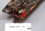 North American Mycological Association Foray : specimen # NAMA 2005-287