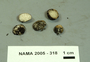 North American Mycological Association Foray : specimen # NAMA 2005-318