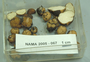 North American Mycological Association Foray : specimen # NAMA 2005-067
