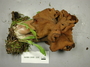 North American Mycological Association Foray : specimen # NAMA 2008-235