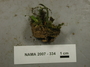 North American Mycological Association Foray : specimen # NAMA 2007-334