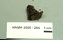 North American Mycological Association Foray : specimen # NAMA 2005-264