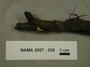 North American Mycological Association Foray : specimen # NAMA 2007-255