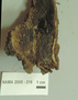 North American Mycological Association Foray : specimen # NAMA 2005-218