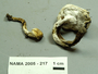 North American Mycological Association Foray : specimen # NAMA 2005-217