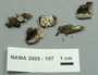 North American Mycological Association Foray : specimen # NAMA 2005-157