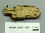 North American Mycological Association Foray : specimen # NAMA 2005-262
