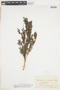 Leptospermum ericoides A. Rich., New Zealand, T. Kirk, F