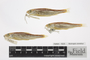 1525:Notropis zonatus:4::::Cyprinidae:237:SEM-26A:North America:U.S.A.