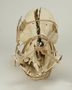 109335 pig's skull