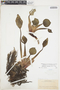 Eichhornia crassipes (Mart.) Solms, Mexico, E. Palmer 163, F