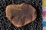 PE43948b_n
