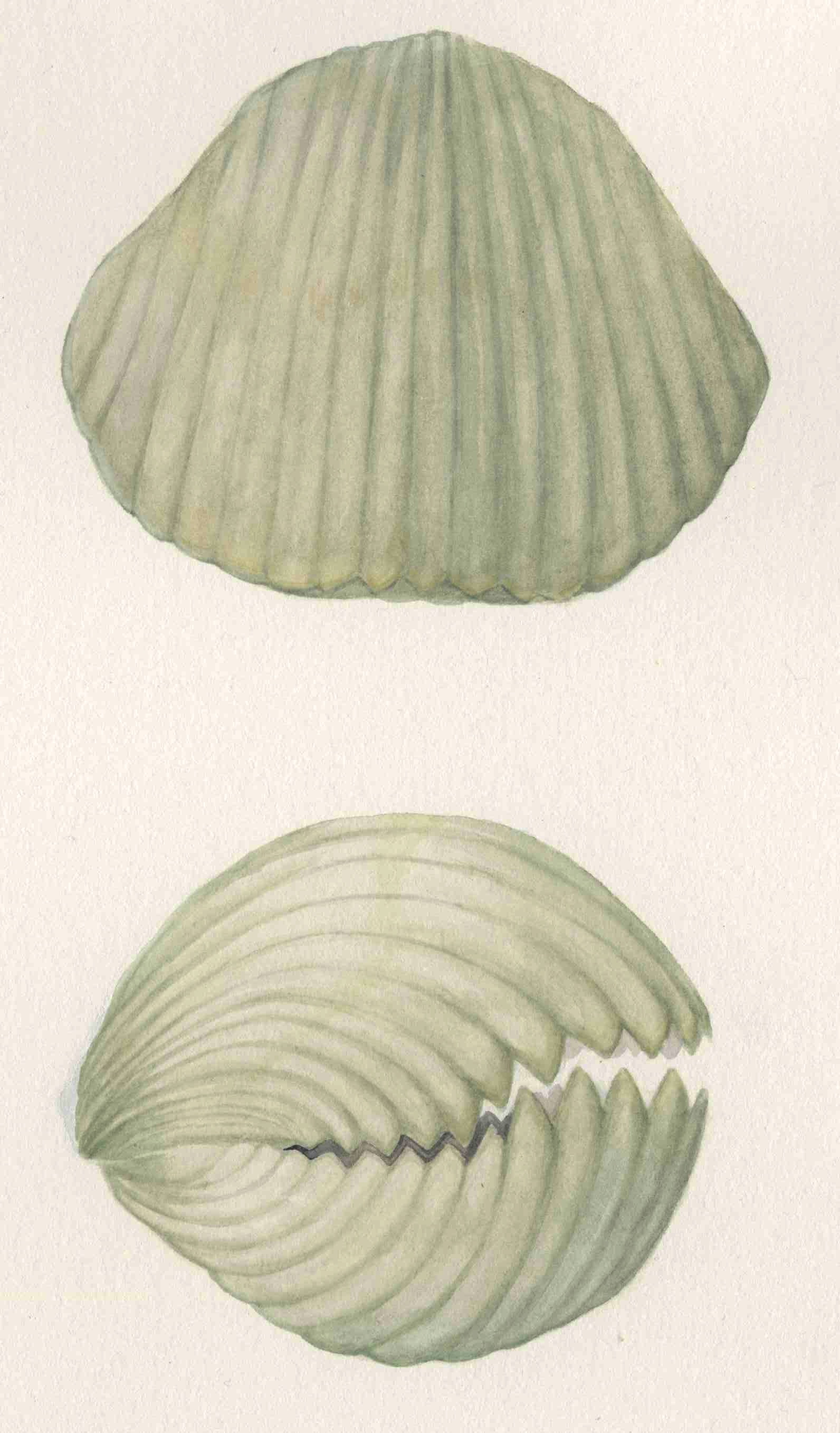 Scientific illustration by Monica Jurik of a pentamerid brachiopod  based on specimens  from Chicago and Indiana. Common Silurian reef brachiopod from the Chicago - Milwaukee area. The illustration is a water color based on specimens in our collections.