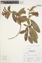 Aphelandra formosa (Bonpl.) Nees, Peru, A. Sagástegui A. 16837, F
