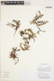 Plagiobothrys Fisch. & C. A. Mey., Peru, M. Weigend 5253, F