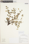 Geranium peruvianum Hieron., Peru, I. M. Sánchez Vega 10415, F