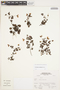 Geranium renifolium Hieron., Peru, A. Sagástegui A. 16461, F