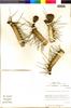 Flora of the Lomas Formations: Eulychnia iquiquensis (K. Schum.) Britton & Rose, Chile, M. O. Dillon 5109, F