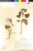 Flora of the Lomas Formations: Atriplex rotundifolia (Moq.) Dombey ex Moq., Peru, N. Angulo 1212, F