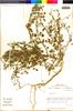 Flora of the Lomas Formations: Chenopodium L., Chile, M. O. Dillon 5294, F