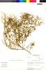 Flora of the Lomas Formations: Chenopodium petiolare Kunth, Peru, M. O. Dillon 3671, F