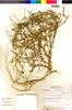 Flora of the Lomas Formations: Chenopodium petiolare Kunth, Peru, M. O. Dillon 3916, F