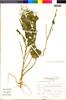 Flora of the Lomas Formations: Chenopodium petiolare Kunth, Peru, J. Mostacero León 1486, F